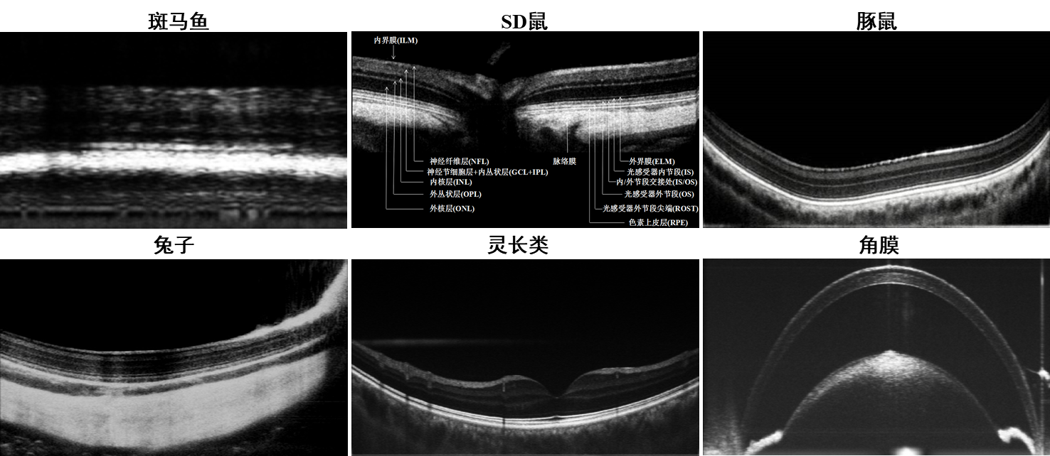 眼科超显微成像系统